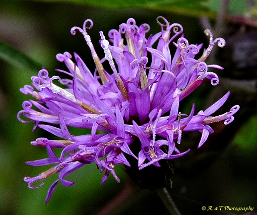 {Vernonia noveboracensis}